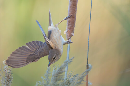 Great Reed Warbler - Acrocephalus arundinaceus performing an acrobatic dive from a cattail in El Taray, Spain. Dynamic wildlife action shot in a Mediterranean wetland habitat.