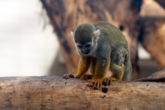 A common squirrel monkey clings to a tree trunk at Shanghai Zoo, its expressive face and long tail capturing the charm of this tiny primate