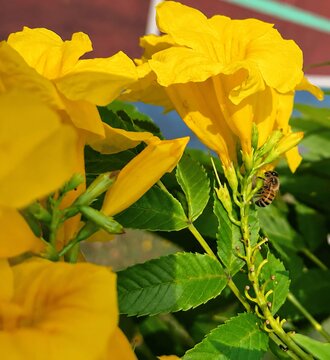 Close up of honey bee pollinating bright yellow tecoma flowers with green leaves. Macro nature photography of pollination process.