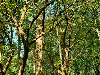 Fototapeta premium Sunlight filtering through green tree canopy in a forest