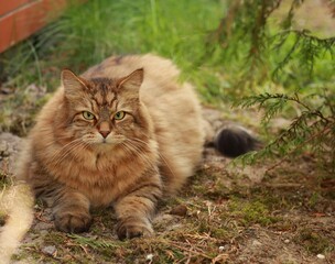 Obraz premium Siberian cat resting in garden shade