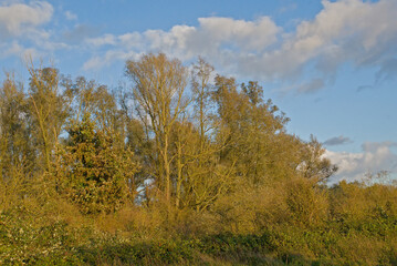 Fototapeta premium sunny autumn trees in Vinderhoutse bossen nature reserve, Ghent, Flanders, Belgium 