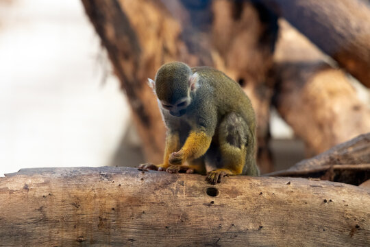 A common squirrel monkey clings to a tree trunk at Shanghai Zoo, its expressive face and long tail capturing the charm of this tiny primate