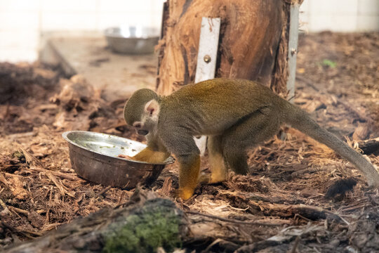 A common squirrel monkey crouches on the ground at Shanghai Zoo, its bright eyes and tiny hands busy searching for food