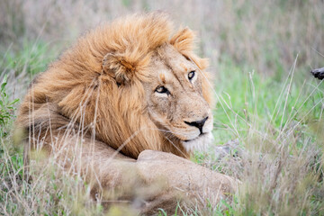 Majestic male lion resting in the grass of Kruger National Park, South Africa safari wildlife photography © Anouschka