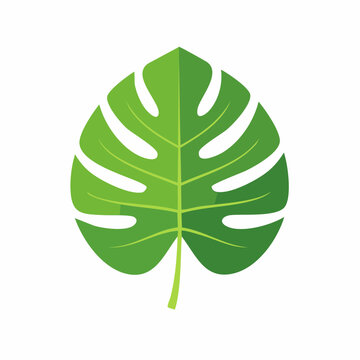 Green Monstera Leaf Illustration