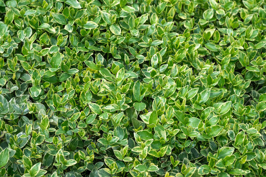 a dense, lush green hedge with variegated cream-edged leaves, creating a vibrant natural texture.