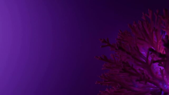 Fluorescent coral glowing under purple ultraviolet light
