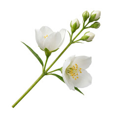 Fototapeta premium Delicate Jasmine Flower Sprig with Buds on White Background