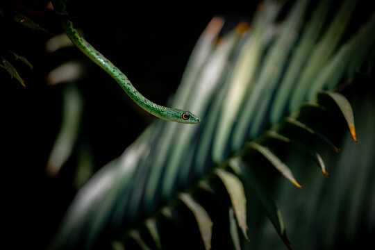 Wild spotted bush snake on green leaf, close-up reptile photography