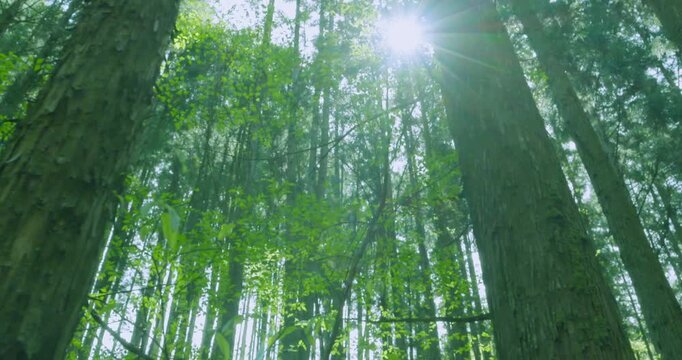厳かな杉林に差し込む神秘的な木漏れ日と新緑