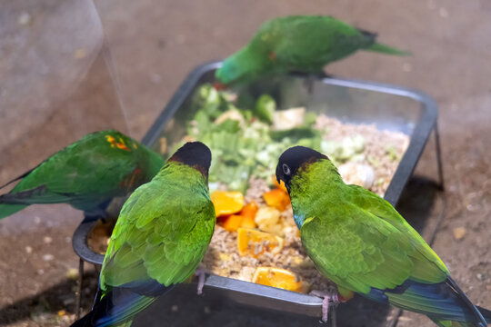 A lively flock of nanday conures gathers around a tray of fresh fruits and grains at Shanghai Zoo, their social nature on full display