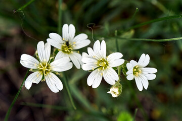 Obraz premium Detail of blooming white hornwort flowers in a spring garden