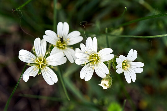 Detail of blooming white hornwort flowers in a spring garden