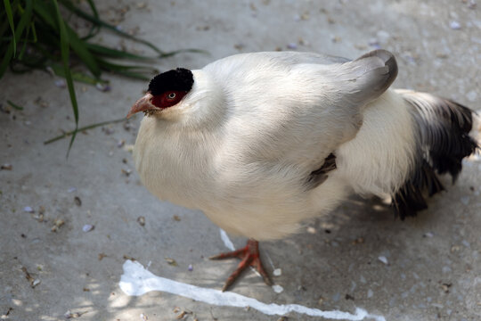 A white eared pheasant, a rare bird endemic to China, stands proudly in its enclosure at Shanghai Zoo