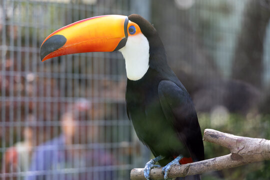 A toco toucan displays its massive orange-yellow beak, a striking feature against its black-and-white body at the Shanghai Zoo bird exhibit