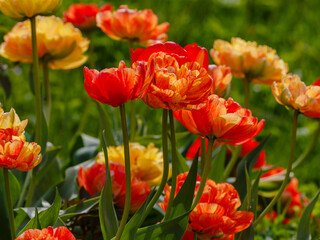 Obraz premium The tulip Gudoshnik Double (Gudoshnik Double) is a late terry variety, also known as peony-shaped