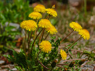 Obraz premium Taraxacum officinale , or Dandelion officinalis , or Dandelion chemistus , or Dandelion common ( Latin- Taraxacum officinale ) is the most famous species of the genus Dandelion 