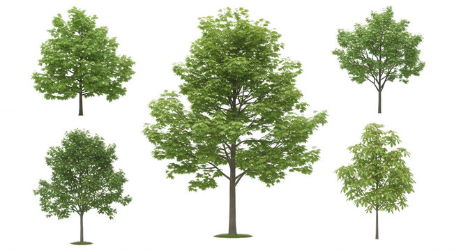 Collection of five isolated deciduous trees with lush green foliage and brown trunks, set against a solid black background