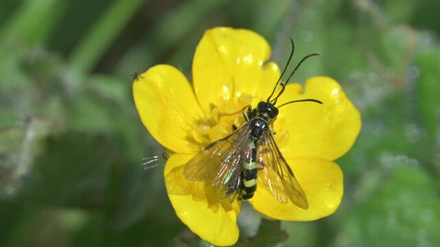 Wheat Stem Borer sawfly (Cephus pigmaeus) pair mating on a Buttercup flower, before the male flies off and the female carries on eating pollen. May, Kent, UK. [Slow motion x5]