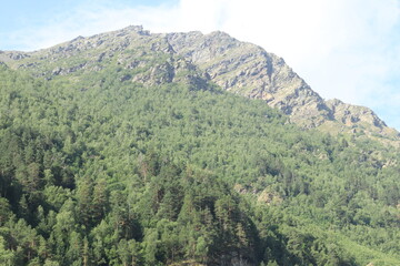 Obraz premium forest in the mountains