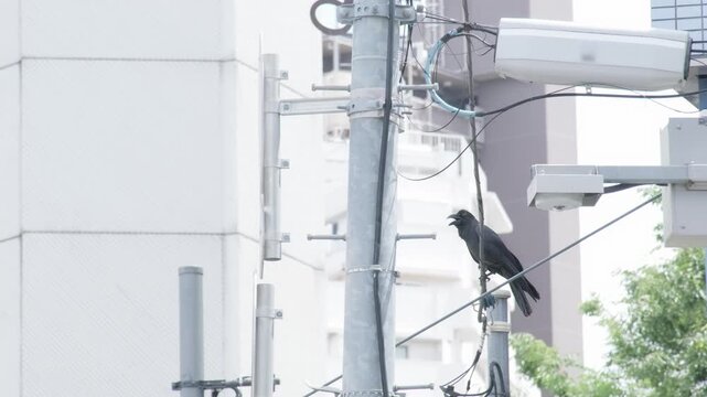 東京の街中で佇むカラス