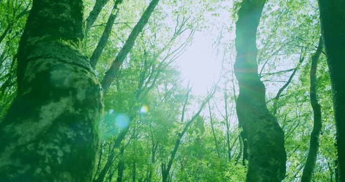 まばゆい初夏の太陽と新緑の木々に差し込む美しい木漏れ日