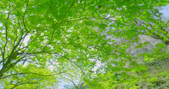 まばゆい初夏の太陽と新緑の木々に差し込む美しい木漏れ日