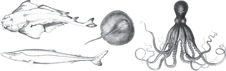 Vintage marine animal sketches feature octopus jellyfish and dolphins in hand drawn style. Monochrome pencil illustrations evoke natural history studies. Artistic sea life collection suits education. © Vivid Pixel Studio.