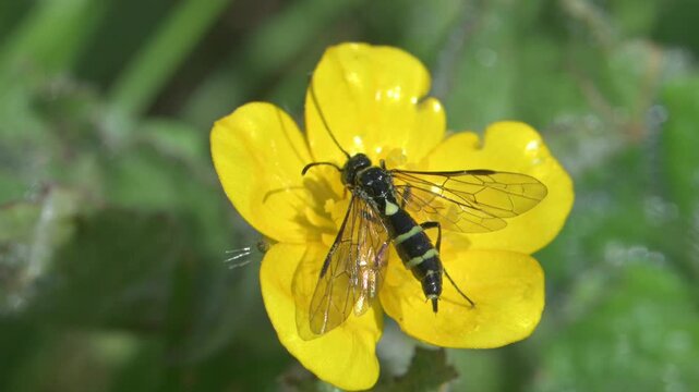 Wheat Stem Borer sawfly (Cephus pigmaeus) female feeding on the pollen of a Buttercup flower. May, Kent, UK. [Slow motion x5]