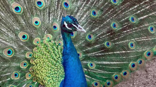 Male peacock displaying vibrant iridescent feathers and colorful train in close-up tracking shot