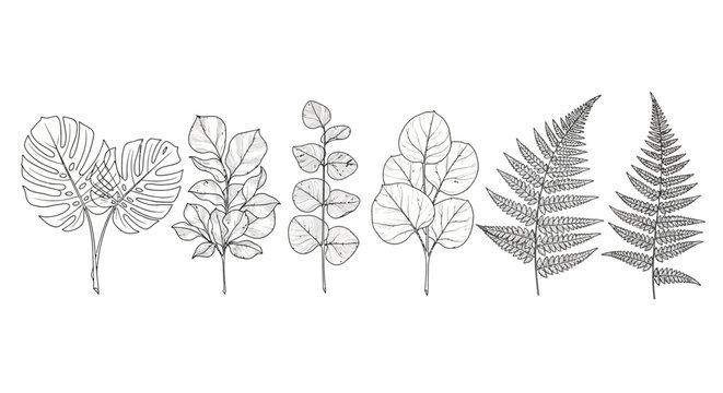 collection of botanical line drawings of monstera fig leaf eucalyptus and fern leaves