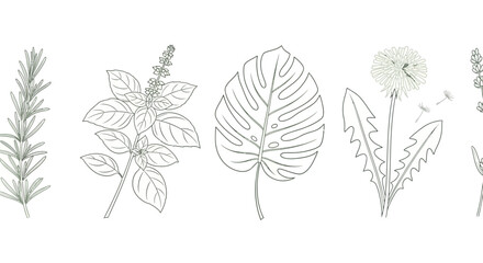 Fototapeta premium collection of illustrative herbs and plants including rosemary basil monstera dandelion and lavender