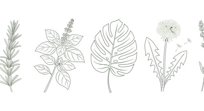 collection of illustrative herbs and plants including rosemary basil monstera dandelion and lavender