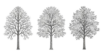 Obraz premium deciduous tree illustrations bare branches and full foliage black and white hand drawn style for botanical and nature design elements.