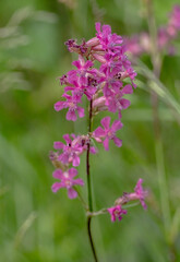 Obraz premium A vertical close-up of a vibrant sticky catchfly (Viscaria vulgaris) in full bloom.