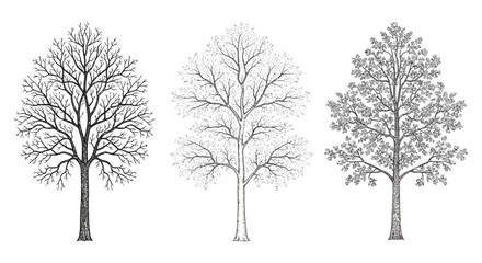 Obraz premium tree life cycle seasonal trees tree illustration showing bare to green tree progression perfect for nature and environmental concepts