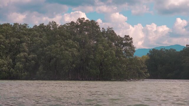 Mangroves (tall-stemmed trees Bruguiera and Ceriops), Water trees on the coast of the Andaman Sea. Thailand