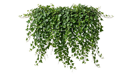 Obraz premium Lush green ivy plant hanging down isolated on transparent background transparent background
