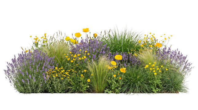 Beautiful garden flower bed with lavender and yellow flowers isolated on transparent background transparent background