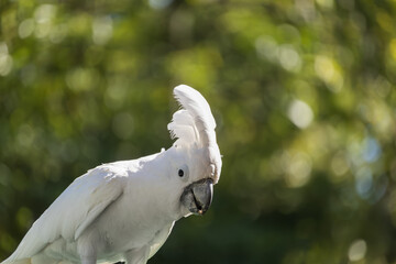 Greater sulphur-crested cockatoo looking curious in nature © ANTONIO