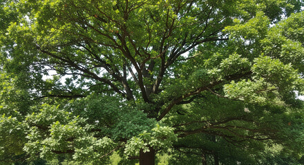 Fototapeta premium Large deciduous oak tree with dense green foliage and spreading branches against a bright sky, viewed from below in a forest setting