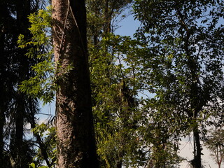 Fototapeta premium Tropical rainforest trees standing tall in the bright morning sunlight showing lush green foliage and textured bark in nature