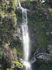Obraz premium Waterfall flowing down a rocky cliff covered in lush green tropical plants in a beautiful and serene forest landscape setting