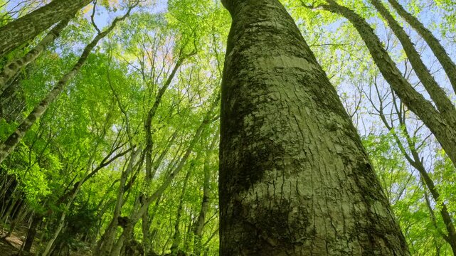 まばゆい初夏の太陽と新緑の木々に差し込む美しい木漏れ日