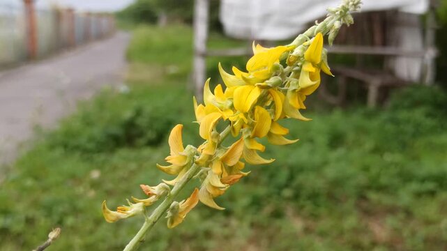 Beautiful Crotalaria pallida flowers blooming naturally with vibrant yellow petals and green foliage in a tropical outdoor environment.