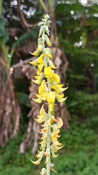 Beautiful Crotalaria pallida flowers blooming naturally with vibrant yellow petals and green foliage in a tropical outdoor environment.
