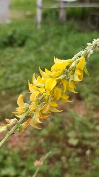 Beautiful Crotalaria pallida flowers blooming naturally with vibrant yellow petals and green foliage in a tropical outdoor environment.