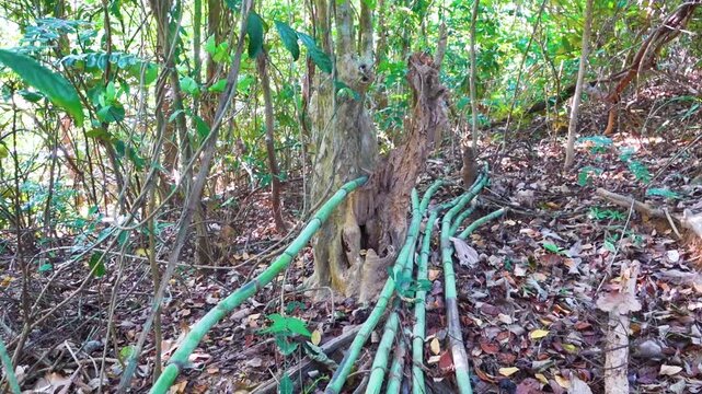 It resembles the creeping shape of Oxythenanthera or Bambusa bamboo in a mountainous forest in Thailand