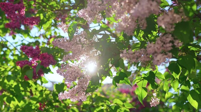 4k, A close-up view of sunlight streaming through lilac flowers and foliage, fluttering in the wind
